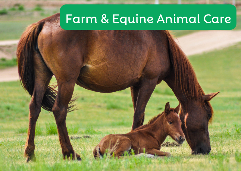 Carousel Slide 4: Offering veterinary care for Equine and Farm animals! Call to learn more.