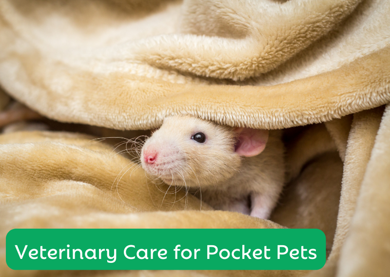 Carousel Slide 5: Proudly offering veterinary support for a variety of animals, including pocket pets!